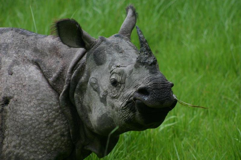 Hotel Royal Safari Csitvan Kültér fotó